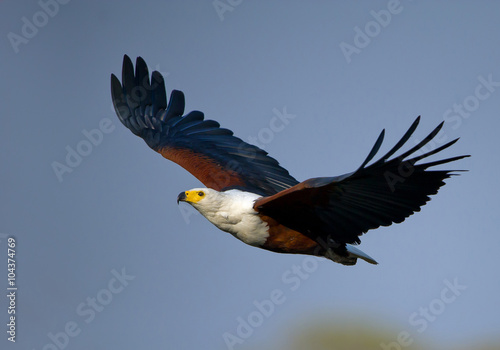 African fish eagle in flight with clean blue background, Kenya, Africa