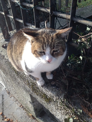 Gatto sul muretto photo