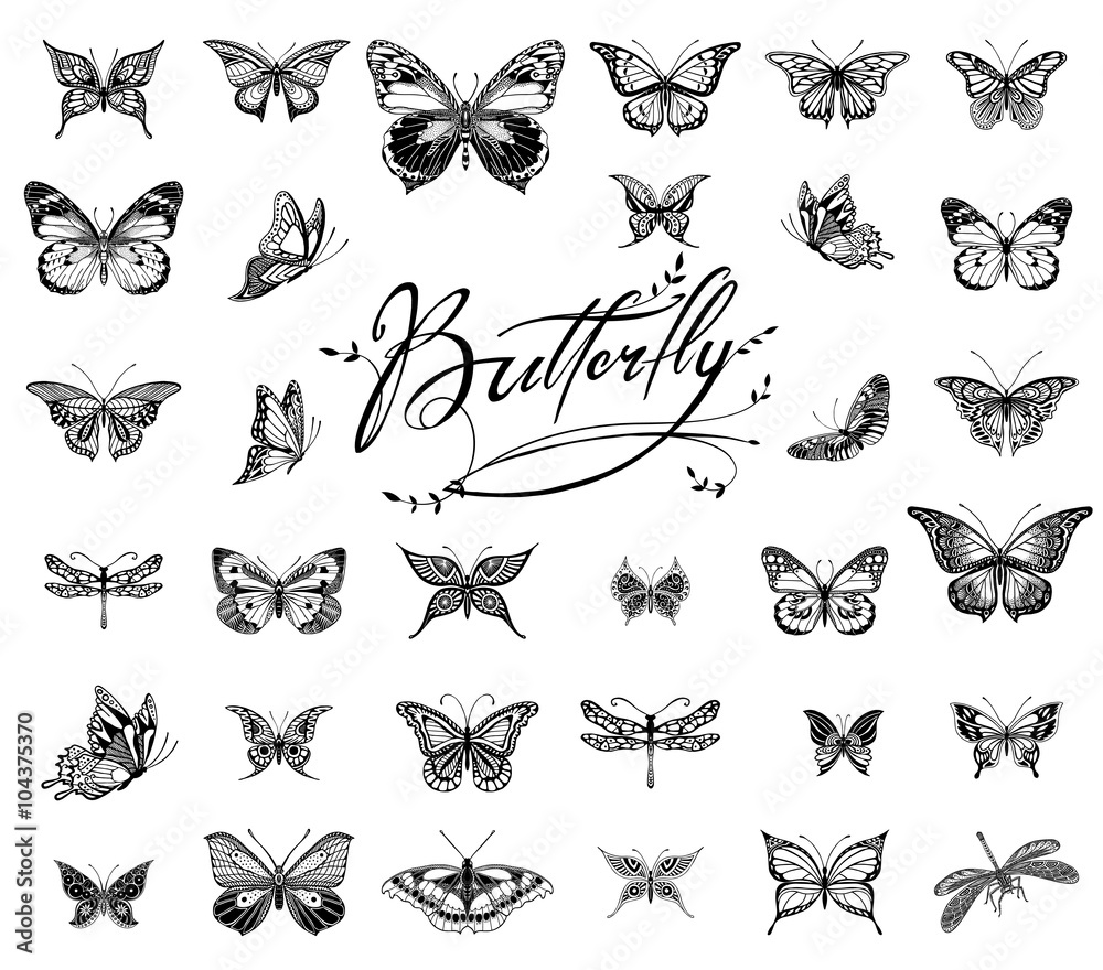 Butterflies graphic illustration