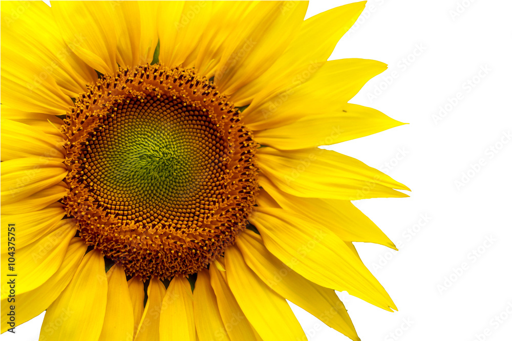 Fototapeta premium Sunflower