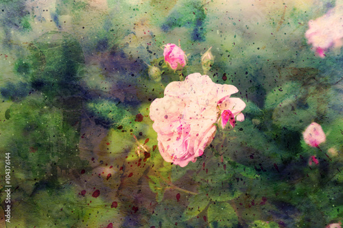 beautiful pink roses and watercolor splashes