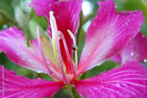 Morning Dews on Pink Flower with small insect