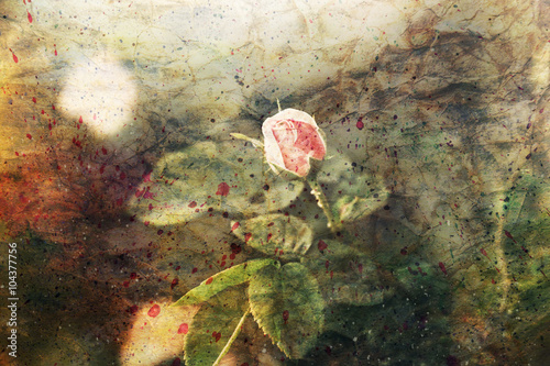 beautiful pink rose and watercolor splatter