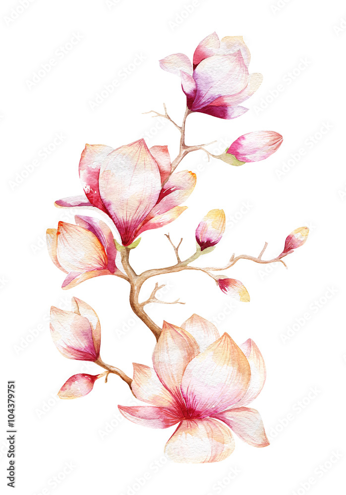 Fototapeta premium Painting Magnolia flower wallpaper. Hand drawn Watercolor floral