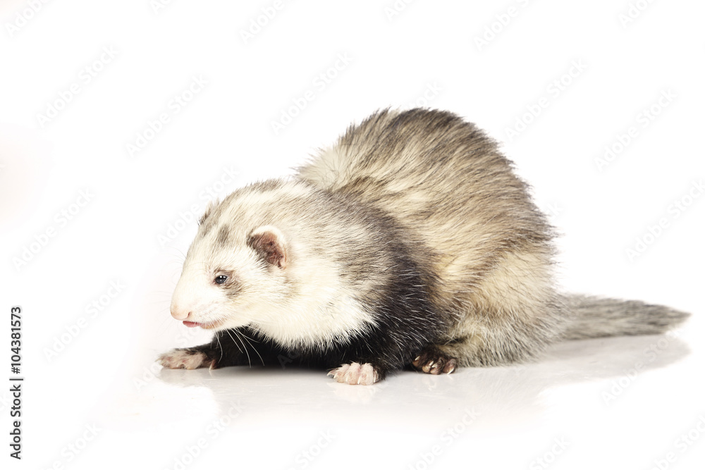 Ferret beauty on white background Ferret beauty on white background