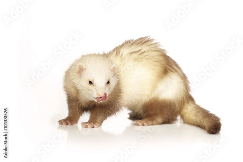 Nice champagne ferret © Couperfield