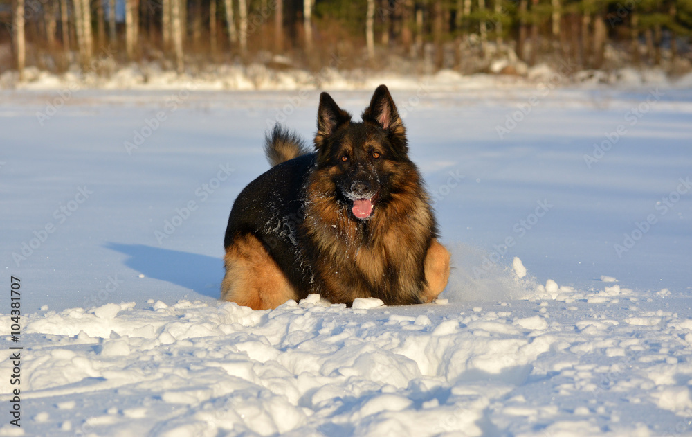 German shepherd in the snowy field