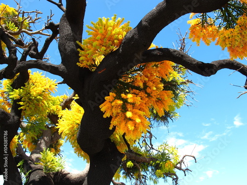 Australian Christmas Tree (Nuytsia floribunda)