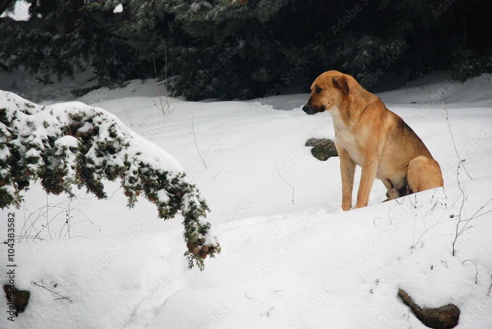 Perro en Sierra Nevada, Granada Perro en Sierra Nevada, Granada