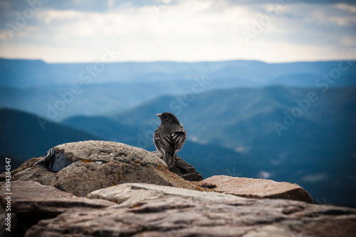 A bird looks out at the landscape © graznar