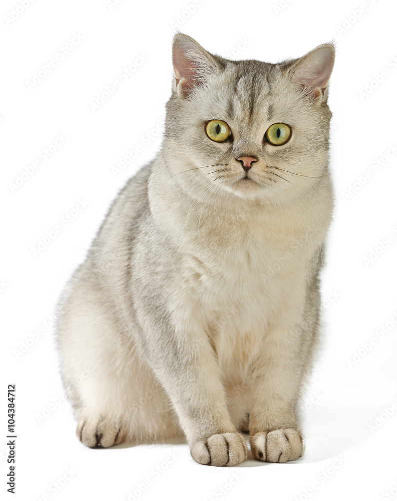 Gray British Shorthair. British shorthair cat, 8 months old, sitting in front of white background.