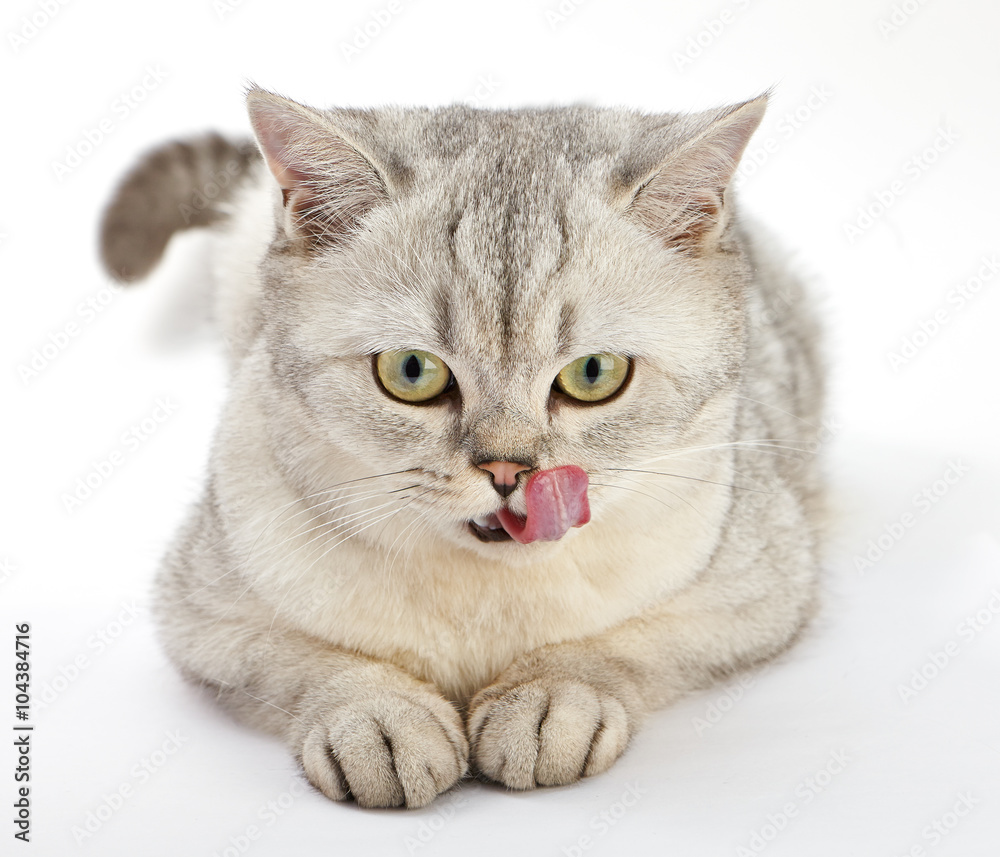 Gray British Shorthair. British shorthair cat, 8 months old, licking her face in front of white background.