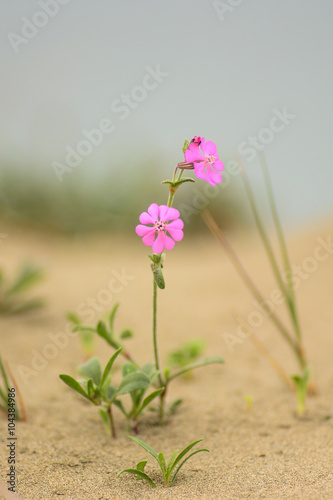 fioritura di Silene sp. sulla sabbia