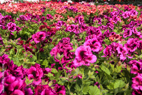 Fototapeta Naklejka Na Ścianę i Meble -  Pink Geranium