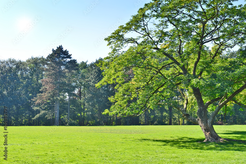Park with green meadow and forest. Green meadow and blue sky. Summer scene.