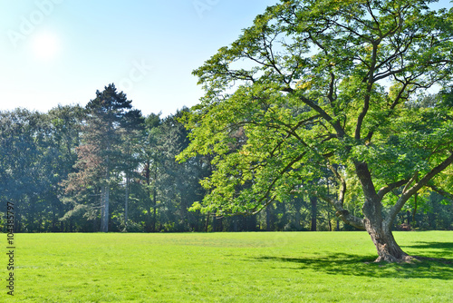 Park with green meadow and forest. Green meadow and blue sky. Summer scene. © eivaisla