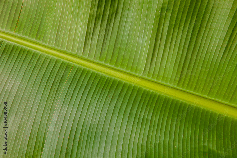 Fototapeta premium Banana leaf texture background.