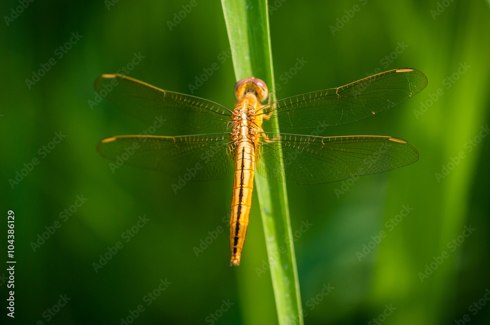 A golden dragonfly on a blade of grass, Ubud, Bali, Indonesia. A golden dragonfly on a blade of grass, Ubud, Bali, Indonesia.