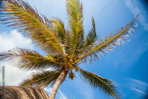 Palm Tree