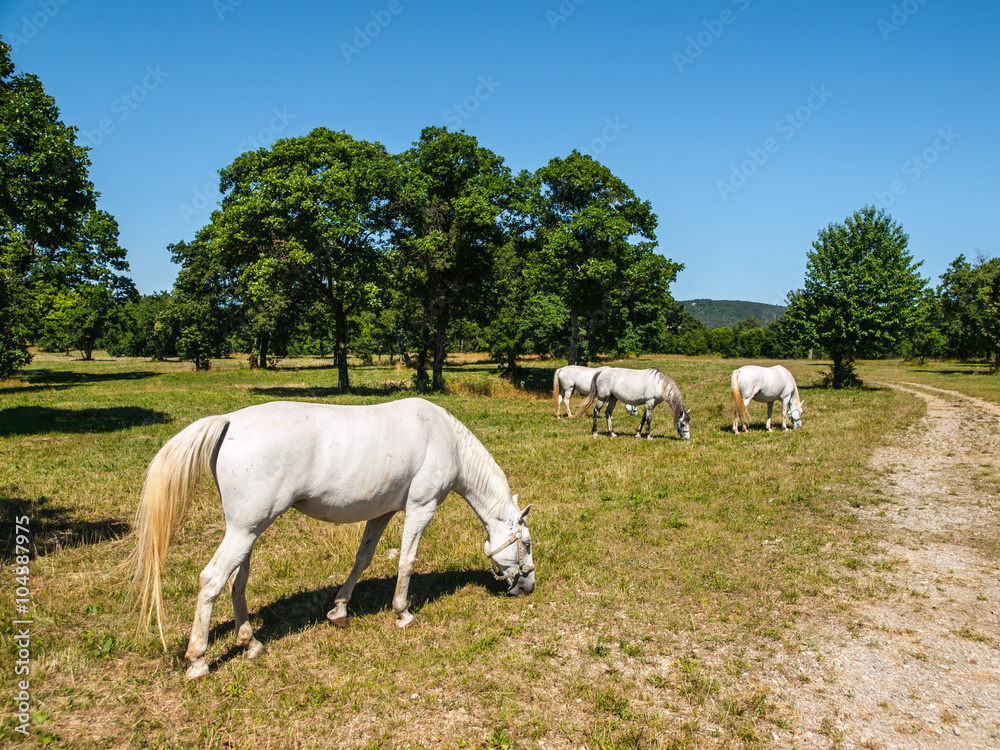 Fototapeta premium White Lipizzaner Horses