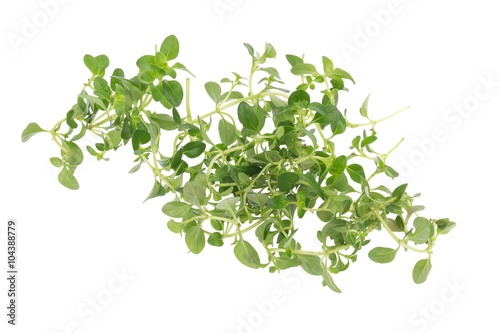 thyme plant on white background