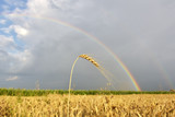 Rainbow over a field during summer