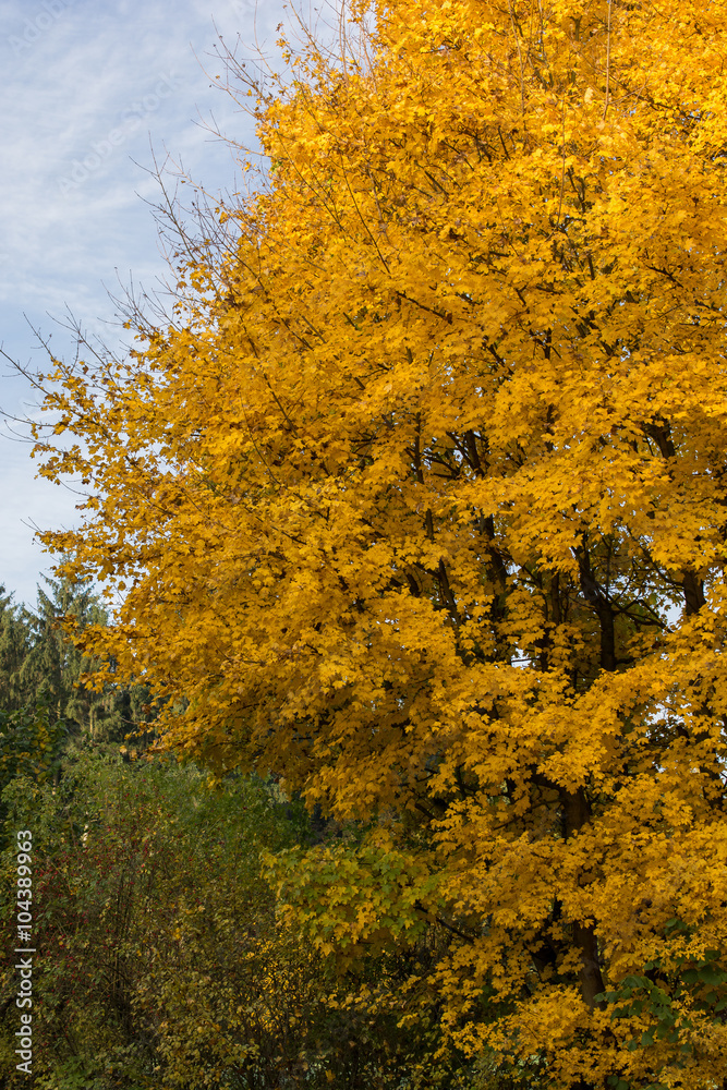 Tree shining in beautiful yellow Autumnal colors Tree shining in beautiful yellow Autumnal colors