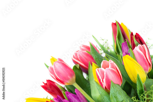 bouquet of colorful tulips  isolated on white background