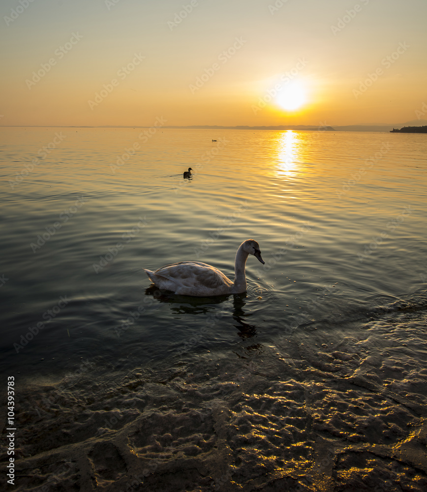 Naklejka premium swan in the lake at the sunset