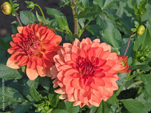 Dahlien, Dahlias