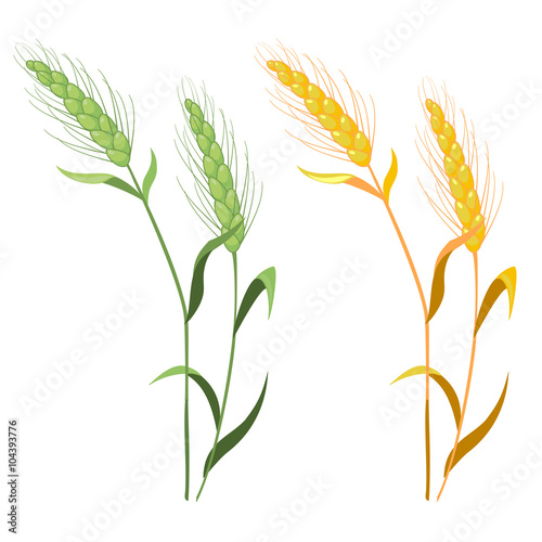 Ears of wheat in green and gold