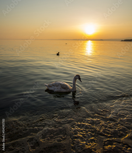 Fototapeta Naklejka Na Ścianę i Meble -  swan in the lake at the sunset