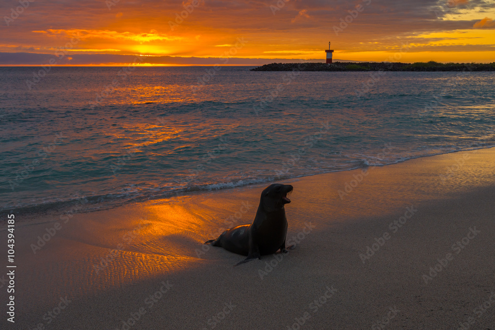 Obraz premium Baby fur seal at Punta Carola, Galapagos islands (Ecuador) 