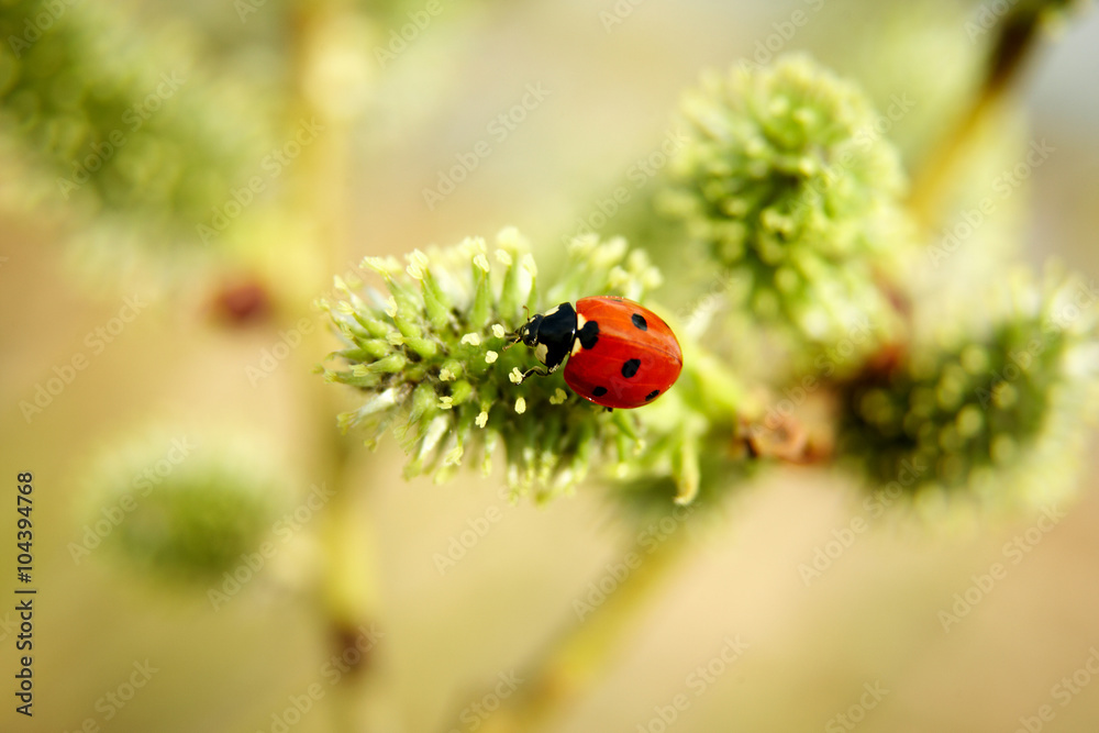 insect, plant