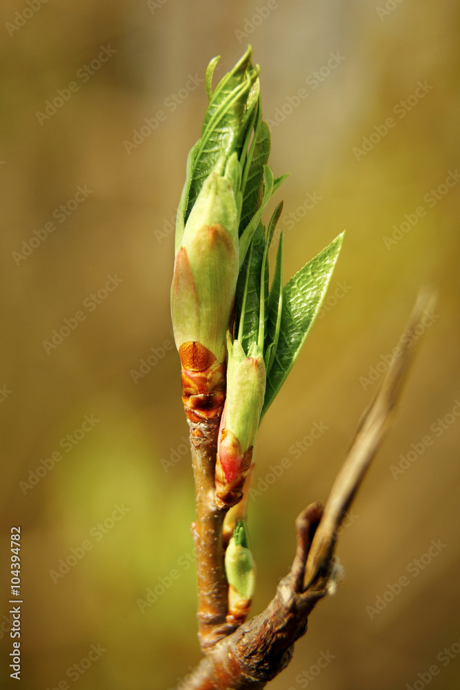 bud, plant bud, plant