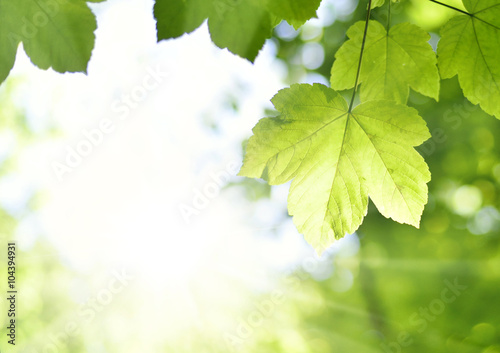 Mountain maple leaves and copy space. Selective focus on the foreground, nature background with foliagé and sun in springtime. Fresh tree leaves, nature frame.