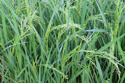 Fototapeta Naklejka Na Ścianę i Meble -  Golden rice field / plant under sunshine in the morning