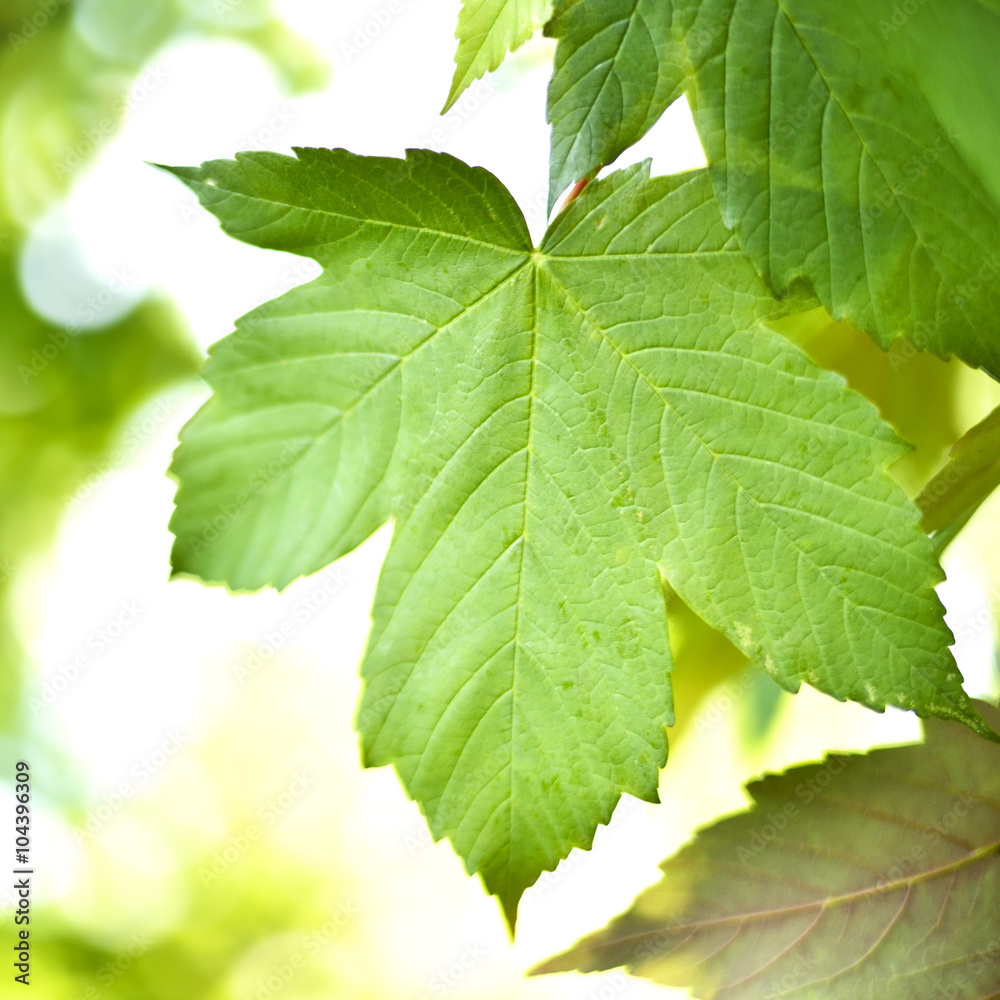 Mountain maple leaves and copy space. Selective focus on the foreground, nature background with foliagé and sun in springtime. Fresh tree leaves, nature frame. Mountain maple leaves and copy space. Selective focus on the foreground, nature background with foliagé and sun in springtime. Fresh tree leaves, nature frame.