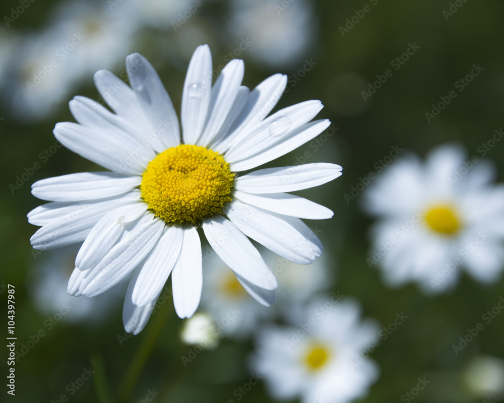 Obraz premium chamomile flowers