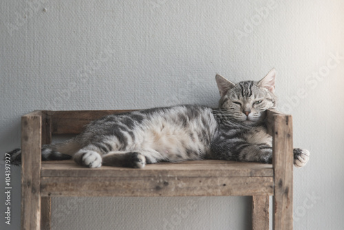 Fototapeta Naklejka Na Ścianę i Meble -  Cute tabby cat lying on old wood shelf
