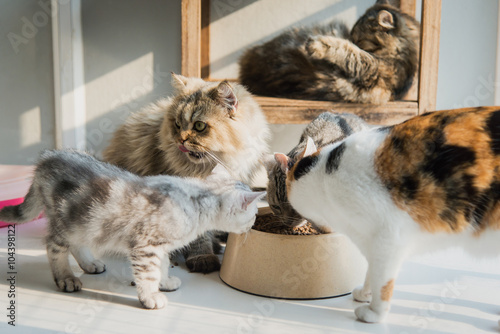 Fototapeta Naklejka Na Ścianę i Meble -  Cute persian cat eating dry food