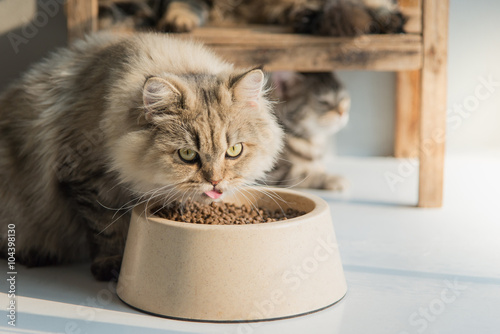 Cute persian cat eating dry food photo