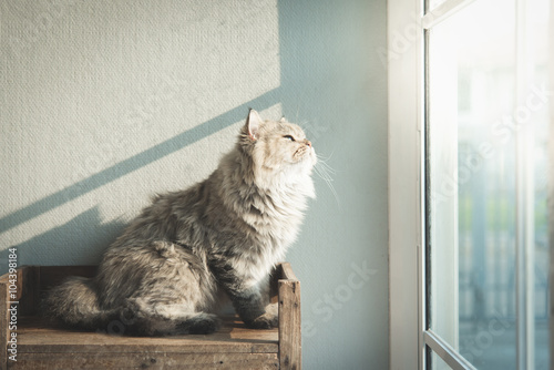 cat looking out through a window