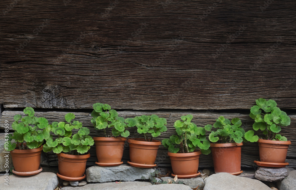 vases with green plants next to a traditional wooden fence vases with green plants next to a traditional wooden fence