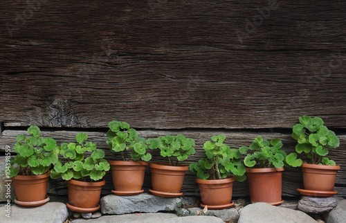 vases with green plants next to a traditional wooden fence © macondos