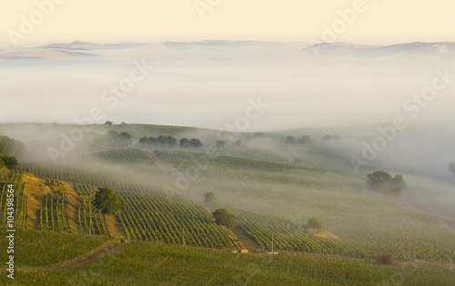 Vineyard in the morning fog