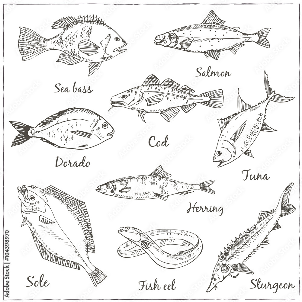 Fototapeta premium Vector illustration of fish