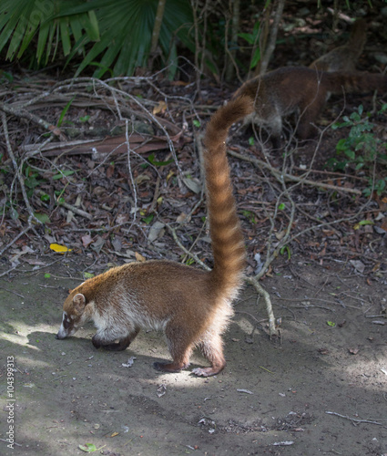 ing tailed coati