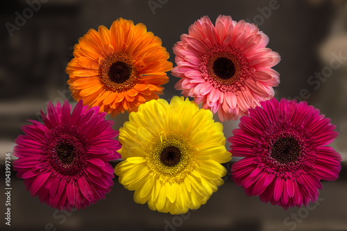 multicolored flowers are gerbera on a dark background