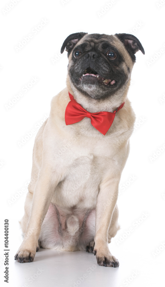 Fototapeta premium handsome mixed breed dog